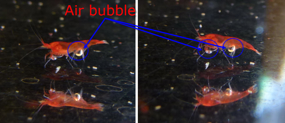 shrimp with air bubble.jpg