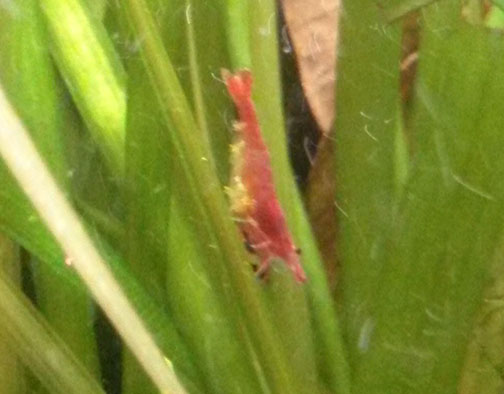 Red Cherry Shrimp. Eggs? Fungus?