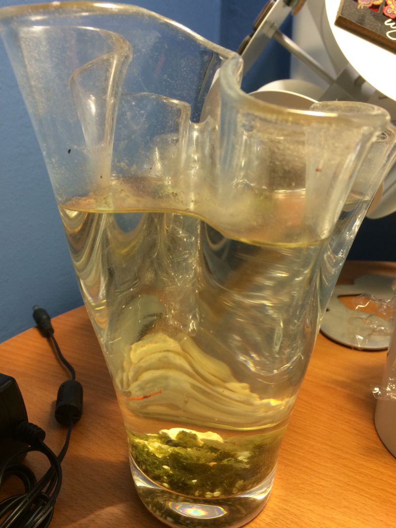 The vase with 3 shrimps and 2 pipipi snails