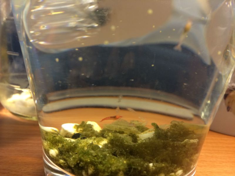 The shrimps and you can see the pipipi snail eggs on the vase.