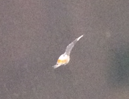 opae ula larva