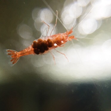 Berried Female
