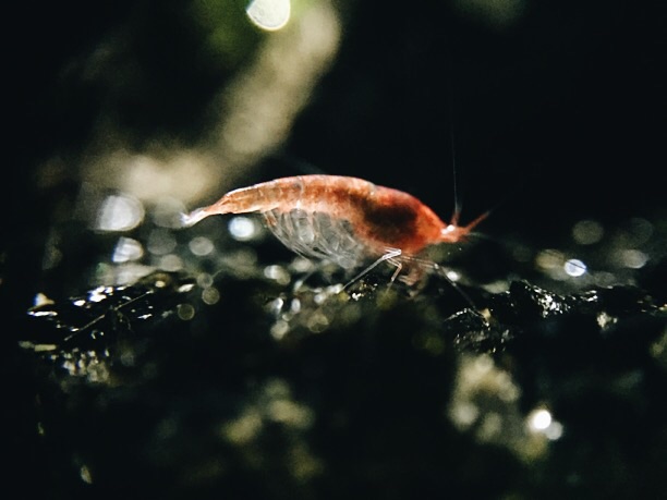 Female before eggs