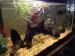 -_- Chowder on the far right (yellow guppy) tryin to get with Helena (whos had 2 set of fry so far!)