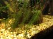 :( terrible quality but this is the plant i took out of a local river