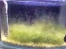 Supershrimp.JPG