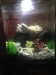 4 gallon 100-120 shrimp 4 adult brine plus brine babies