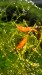 Shrimp-in-Java-Moss.jpg
