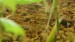shrimp.jpg (1.19 MiB) Viewed 22078 times please ID