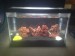 New 2.5 gal.JPG