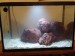 The whole tank