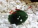 NewShrimp120120172.jpg