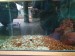 Transfering all crush corals and media to big outdoor tank