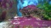 Cynobacteria-Red-SlimeS.jpg