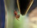 onthermometermotherlarva.jpg