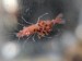 motherlarva.jpg