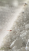 IMG_1131.PNG