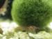 Original mossball with same shrimp for scale.