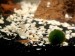 Shrimpies and Mossball(s).jpg