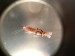851D2ACE-819F-46CD-AB51-4BC4E087F324.jpeg