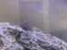The fuzzy stuff is still growing, but the macro algae is dead.