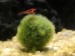Mustafa mossball with baby and bud