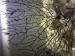 gravid females and tiny shrimp on sea fan