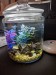1/2 Gallon Tank Photo