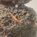 One of the berried shrimp