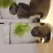 Smaller tank with Echosphere rescues