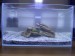 initial rock scape w/ micro algae and moss ball(from PetShrimp)