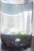 One Gallon at One Week