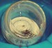 Ecosphere.jpg