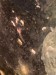 image0 (1).jpeg