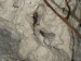 shrimp hiding