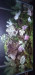 Screenshot_20220722-004325_Gallery.jpg (659.79 KiB) Viewed 16403 times Screenshot_20220722-004325_Gallery.jpg