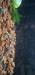 Screenshot_20220722-001100_Gallery.jpg (726.95 KiB) Viewed 16403 times Screenshot_20220722-001100_Gallery.jpg