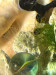 shrimp tank algaes.jpg