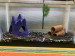 This is my Chaeto floating to the surface