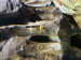 IMG_3888.jpeg