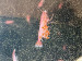 Ovigerous (berried) female