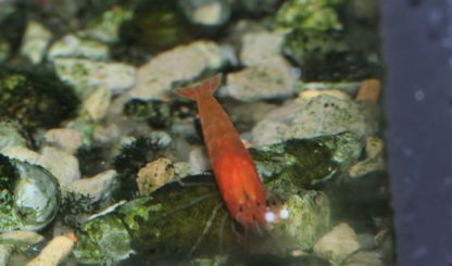 Orange Supershrimp (Opae Ula, Halocaridina rubra)